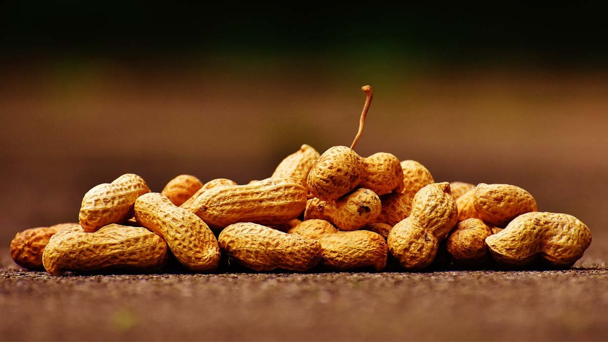 benefícios amendoim seu encanto